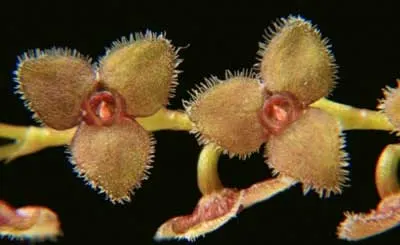 Stelis omalosantha