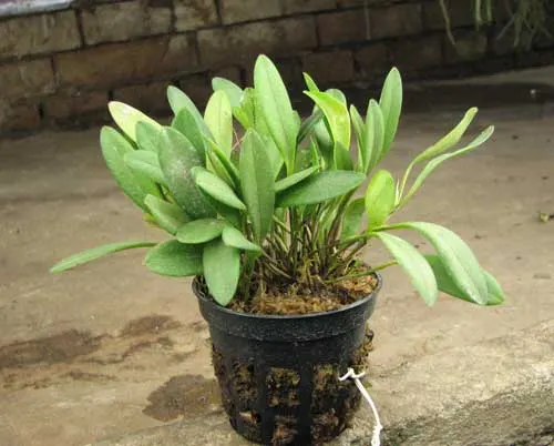 Stelis omalosantha