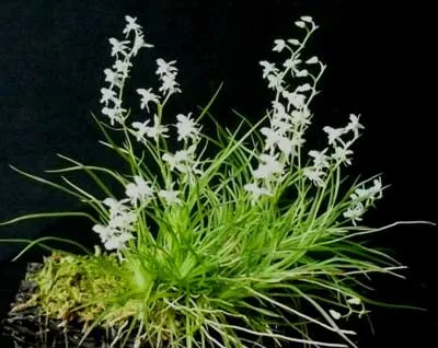 Phymatidium tillandsioides