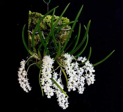 Capanemia uliginosa