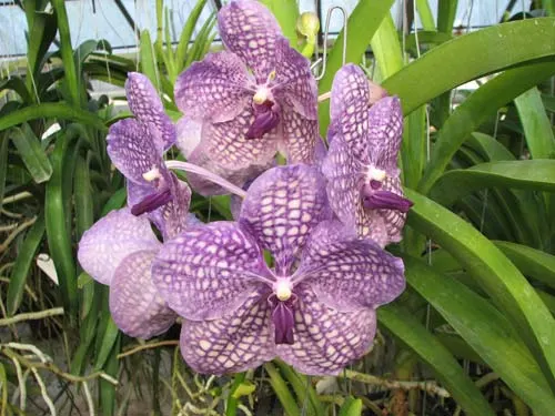Vanda Pimporn x Vanda coerulea