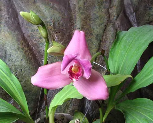Lycaste Shonan Harmony x Lycaste Auburn