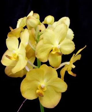Ascocenda Tubtim Velvet x Vanda Charles Goodfellow