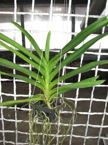 Ascocenda Tubtim Velvet x Vanda Charles Goodfellow