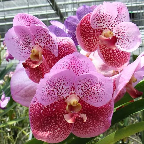 Vanda Fuchs Delight x Vanda Bitz's Heartthrob