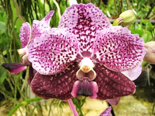 Vanda Kasem's Delight x Vanda Bitz's Heratthrob