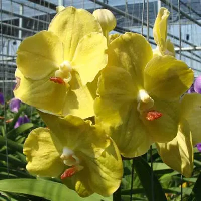 Vanda Kultana Gold x Vanda Lourdes Apostal