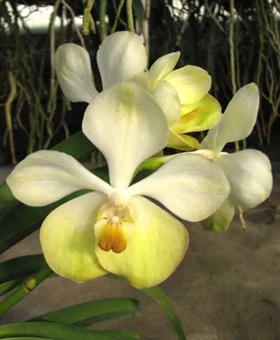 Vanda Rasri Gold x Vanda tessellata