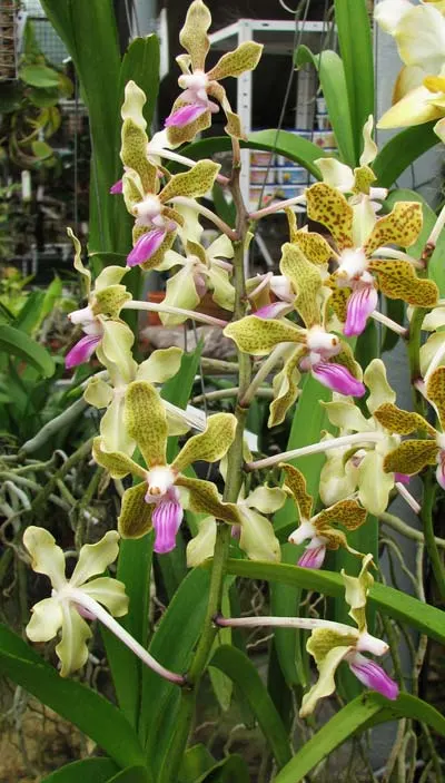 Vanda lamellata x Vanda Kultana Fragrance