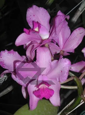 Cattleya amethystoglossa rubra \'Cardeal\' x SEL