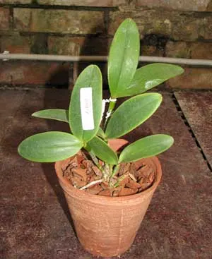 Cattleya amethystoglossa rubra \'Cardeal\' x SEL