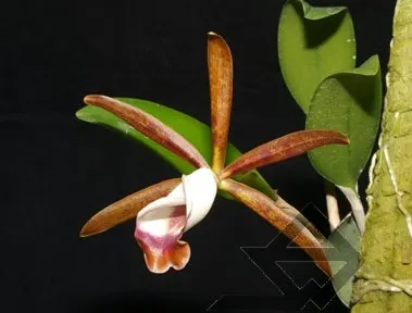 Cattleya araguaiensis