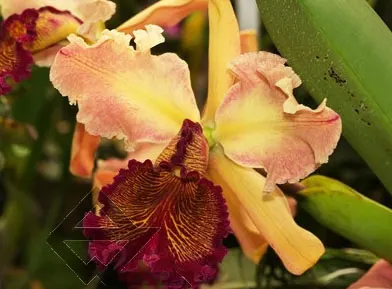 Cattleya dowiana 'Rosea' (rosada) x SELF
