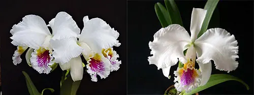 Cattleya mossiae semi alba 'Aurora' x mossiae semi alba reneckiana 'Alayon'