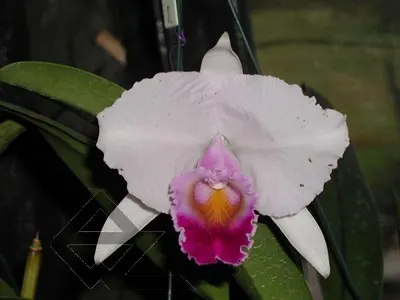 Cattleya quadricolor 'Pedra Azul' XXX x quadricolor 'Pinta Labios'