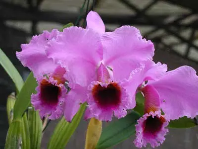 Cattleya percivaliana 'Alberts' (original) (02-6) x Cattleya percivaliana