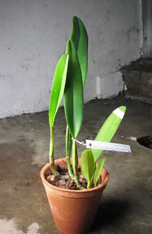 Cattleya percivaliana 'Alberts' (original) (02-6) x Cattleya percivaliana