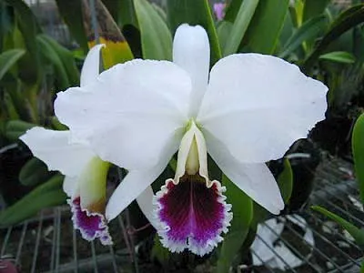 Cattleya percivaliana rosa 'Castro' (quase semi alba) x SELF