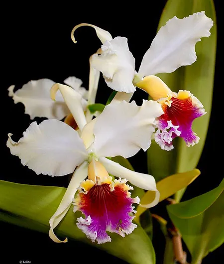 Cattleya rex x SELF