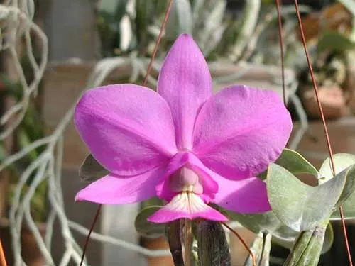 Cattleya nobilior tipo 'Rafael Wenzel' x Cattleya nobilior tipo 'Luciana'