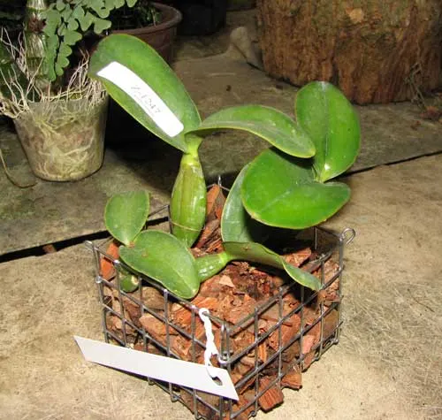 Cattleya nobilior tipo 'Rafael Wenzel' x Cattleya nobilior tipo 'Luciana'
