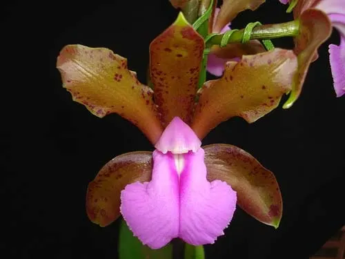 Cattleya bicolor chocolate XXX x SELF