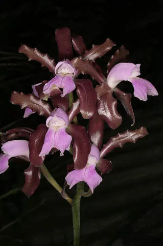 Cattleya elongata x Cattleya elongata