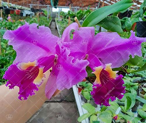 Cattleya lueddemanniana (Morena x OK-2) 'N 1' x lueddemanniana dark lip splash