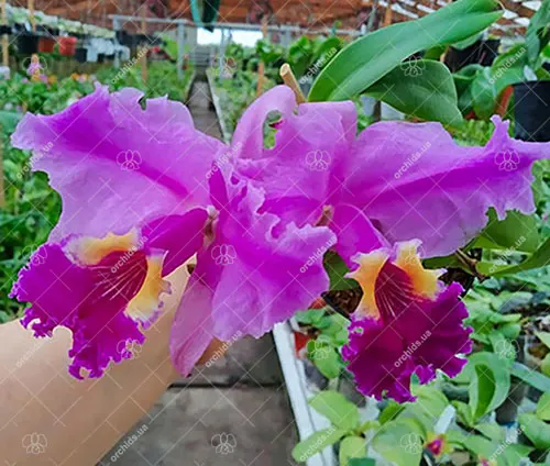 Cattleya lueddemanniana (Morena x OK-2) 'N 1' x lueddemanniana dark lip splash