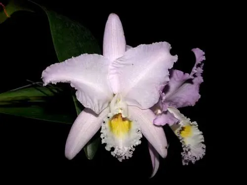 Cattleya mendelli concolor 'Bucaramanga' x SELF