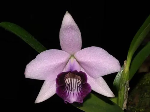 Laelia dayana coerulea 'Chojamaru' x SELF