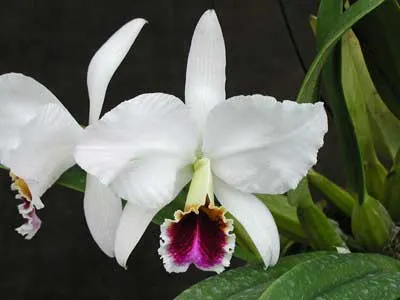 Cattleya percivaliana semi alba 'Altamira' (11-6) x percivaliana semi alba 'Carache' (06-6)