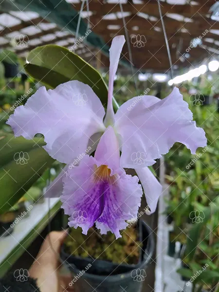 Cattleya jenmanii coerulea 'Pedra Azul' x SELF