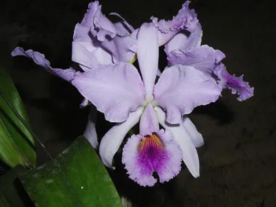 Cattleya jenmanii coerulea 'Pedra Azul' x SELF