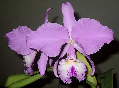 Cattleya warneri concolor venosa 'Domingos Martins' x self