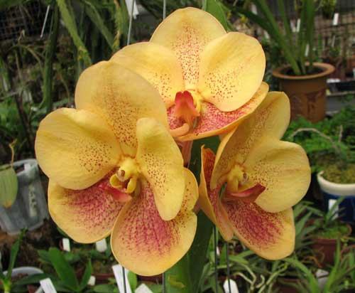 Ascocenda Jiraprabha x Vanda Chalie Clark x Ascocenda Krailerk White