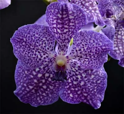 Vanda Madame Rattana x Vanda Rattana - Faye Benette