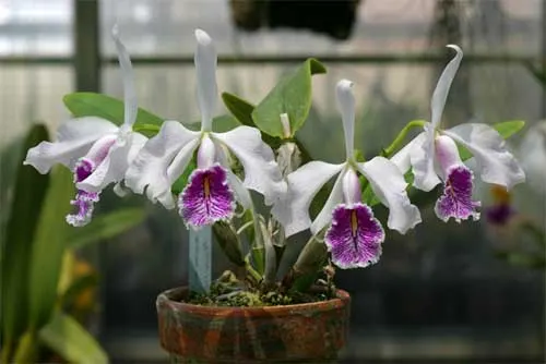 Cattleya maxima semi alba