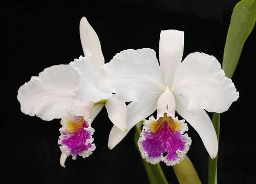 Cattleya mossiae semi-alba