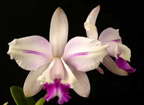 Cattleya intermedia flamea \'Sander\'