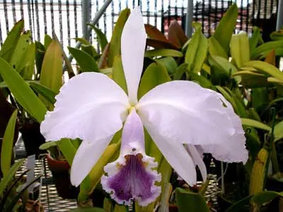Cattleya gaskelliana coerulea \'Aida\'