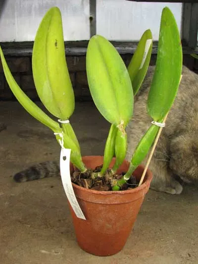 Cattleya gaskelliana coerulea \'Aida\'