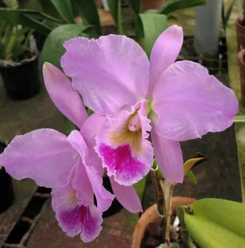 Cattleya labiata tipo 'Eduardo'