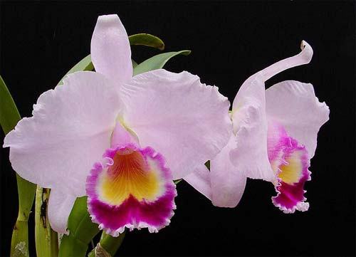 Cattleya trianae tipo 'Binotti' x Cattleya trianae orlata 'Dan'