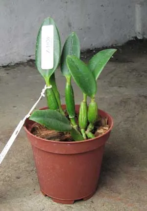 Laelia pumila alba 'HI' х Laelia pumila coerulea 'Violeta'