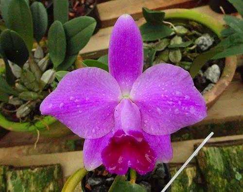 Laelia pumila 'Black Diamond x 'Kam' x Laelia pumila 'Gerson'
