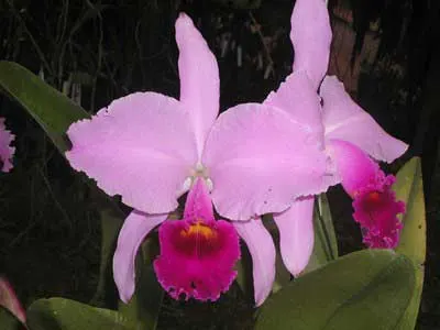 Cattleya trianae 'Leana' x Cattleya trianae 'Jean Groben'