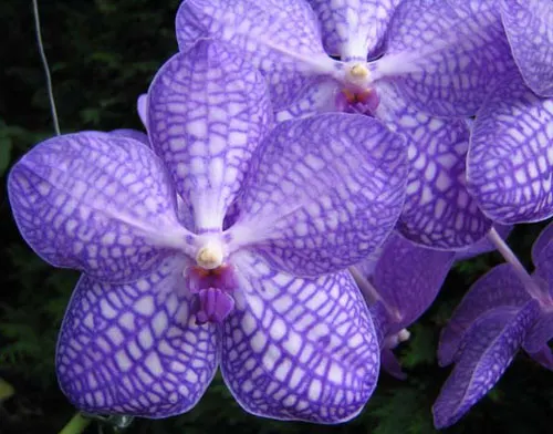 Vanda Rothschildiana