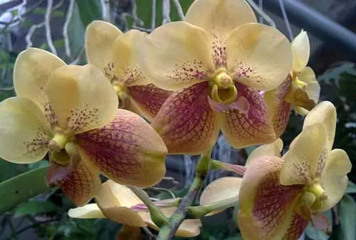 Vanda Rasri Gold x Vanda sanderiana alba x Vanda Thananprai