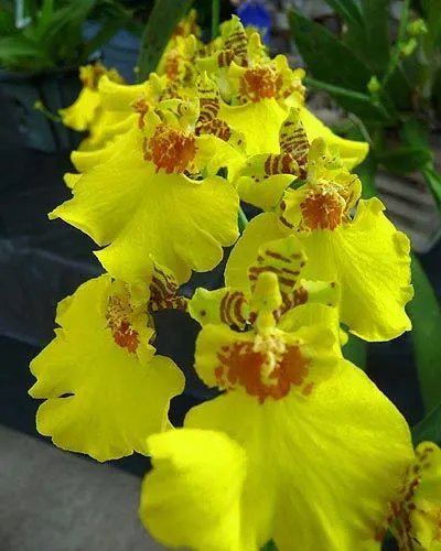 Oncidium Sweet Sugar 'Yellow King'